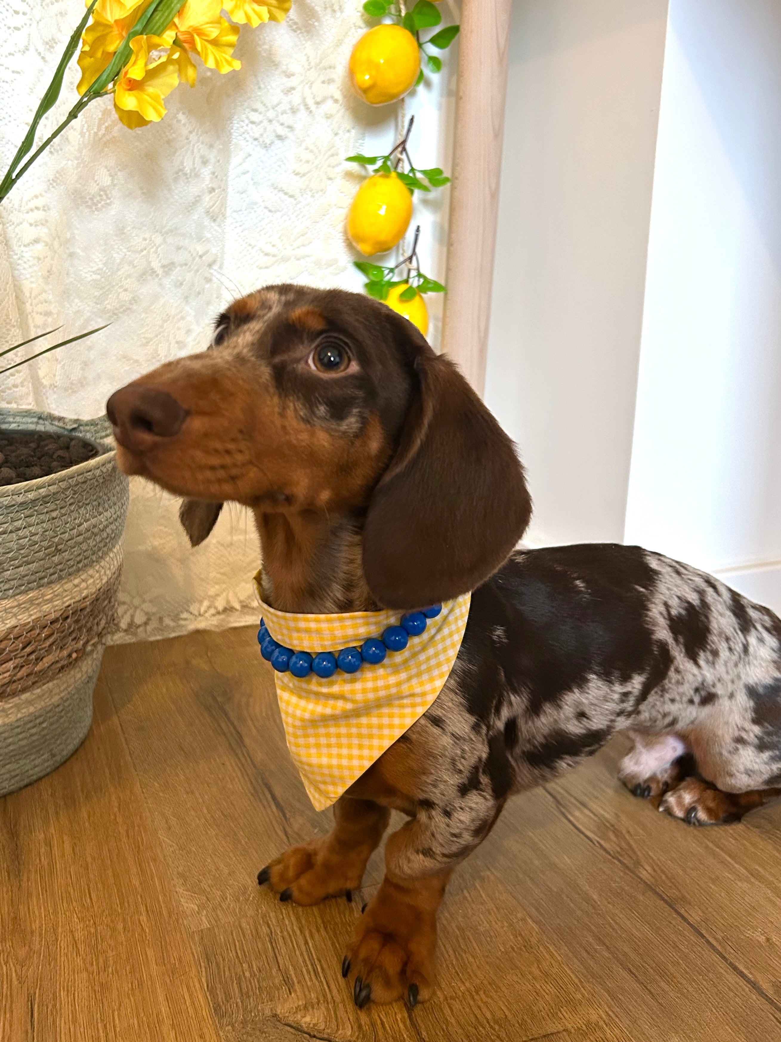 Duo Sun&Sky - Bandana vichy & collier bleu