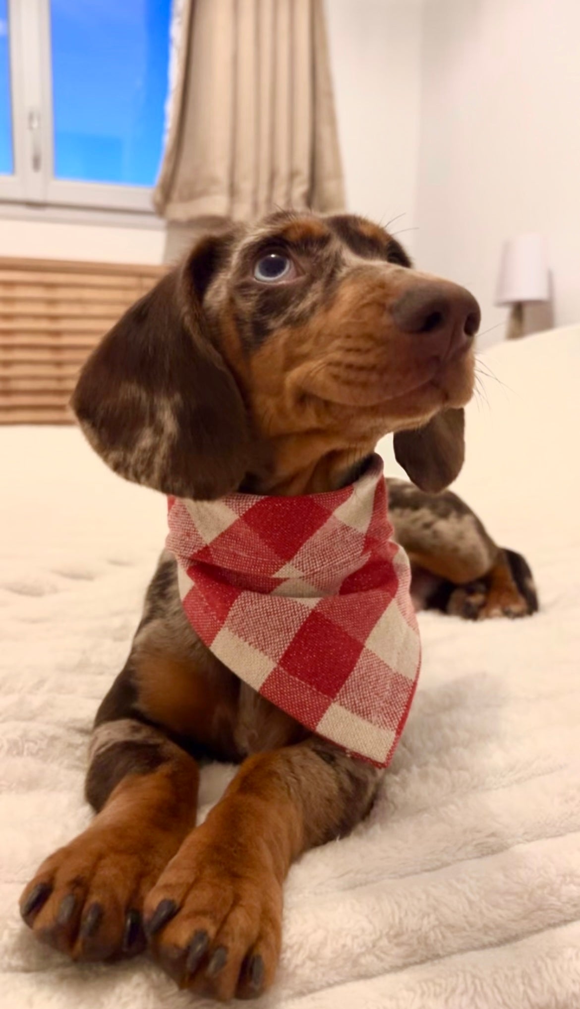 Bandana- ÉCLAT FESTIF