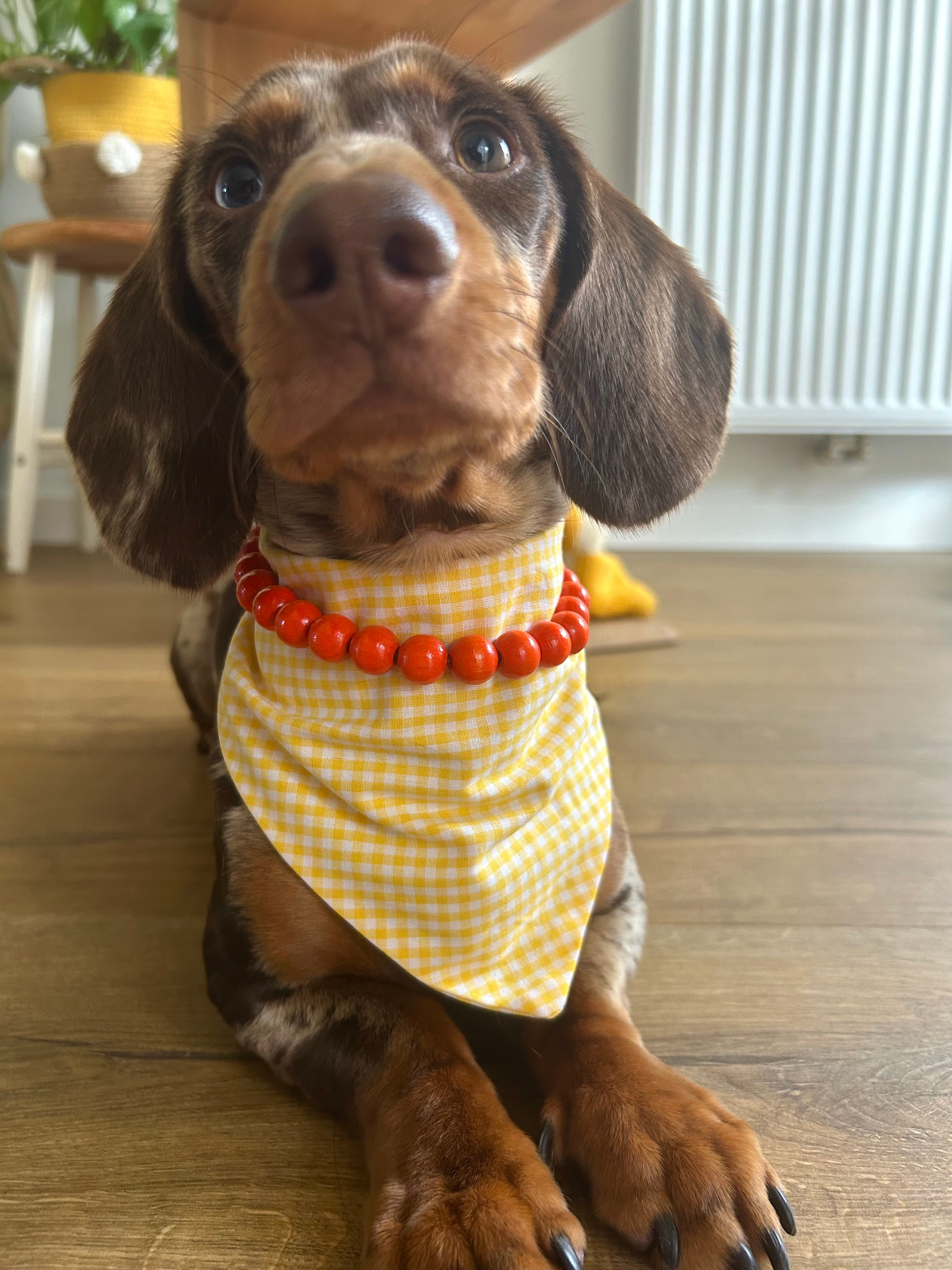 Duo Sunshine – Bandana vichy & collier orange