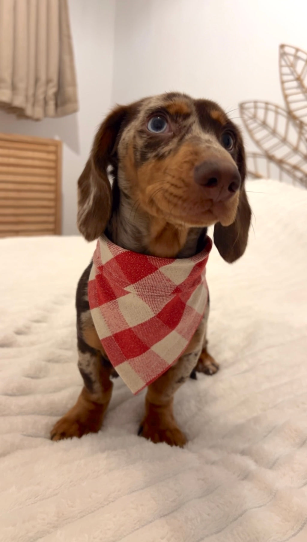 Bandana- ÉCLAT FESTIF