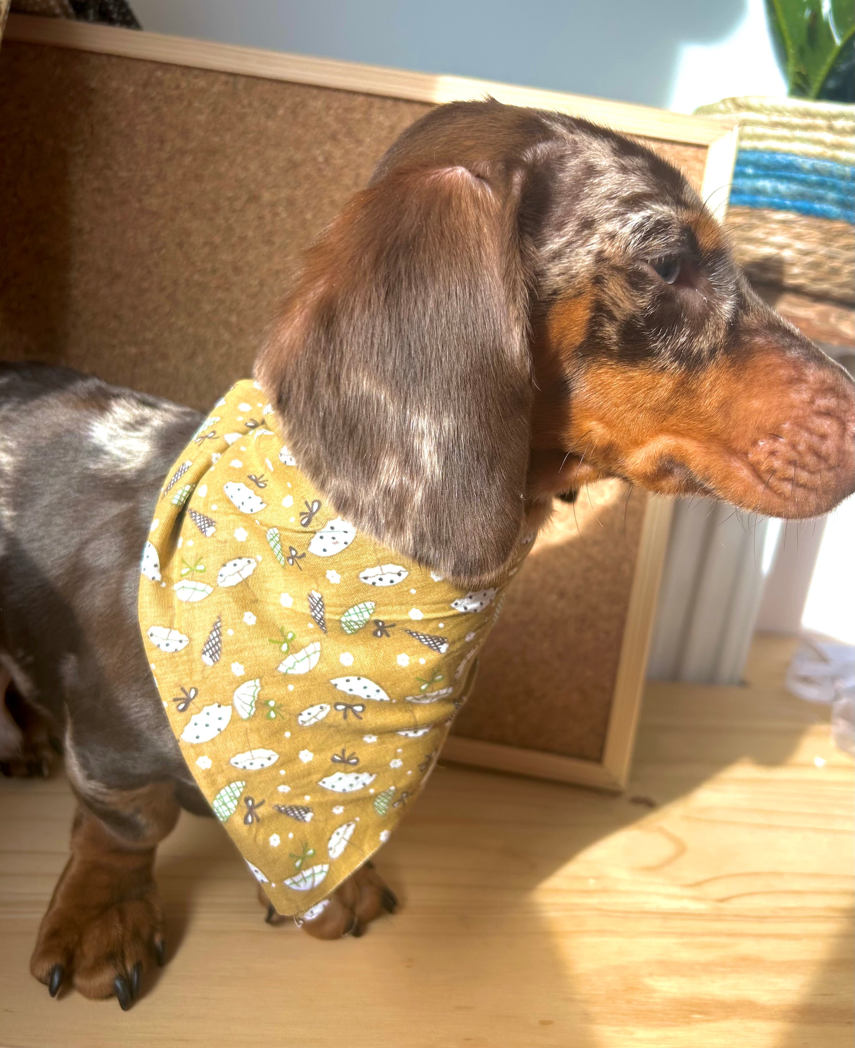 Champi Soleil - Bandana Fait Main & Sur Mesure