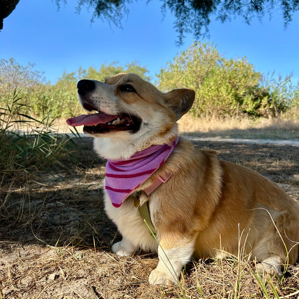 Bandana éponge Bianca 🌴