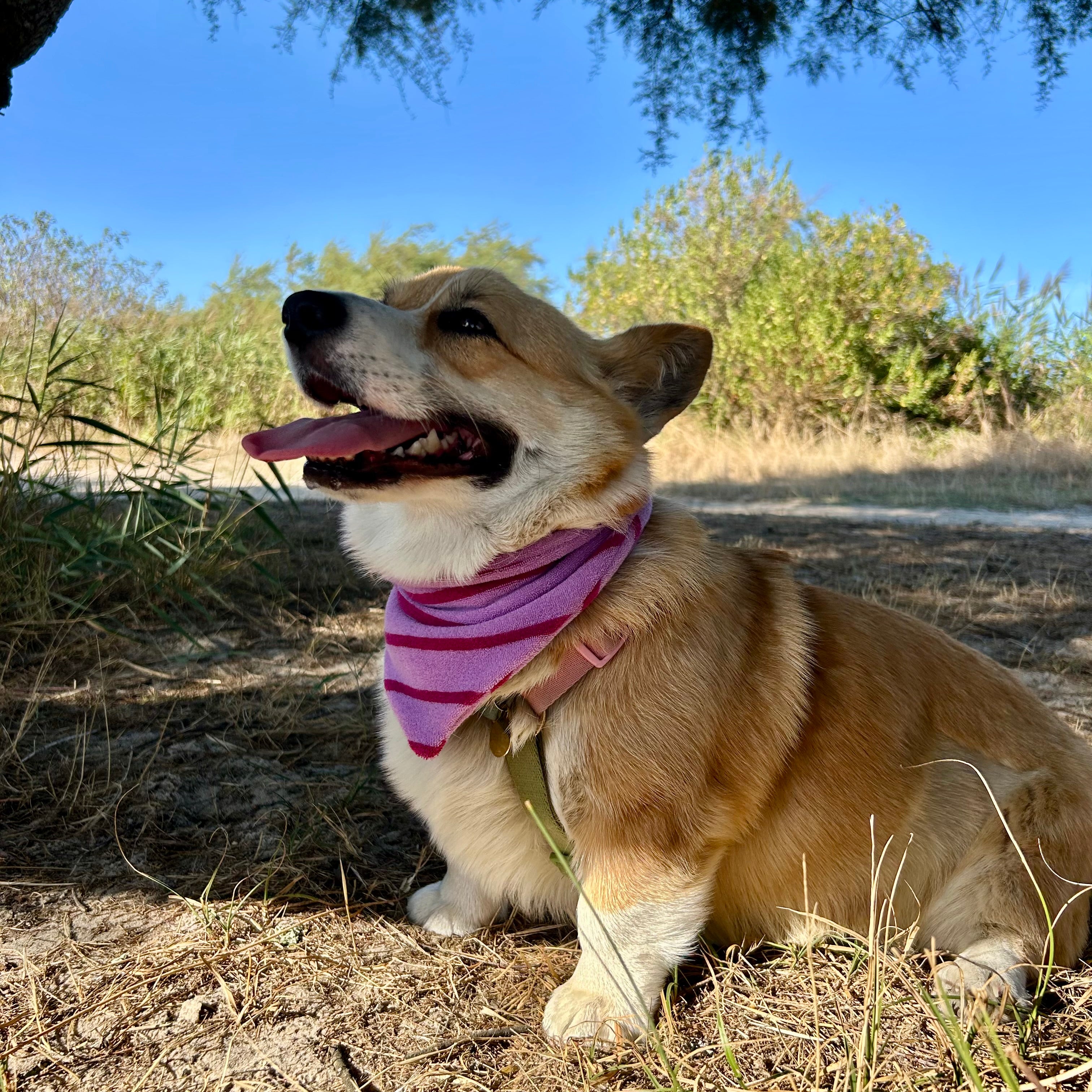 Bandana éponge Bianca 🌴