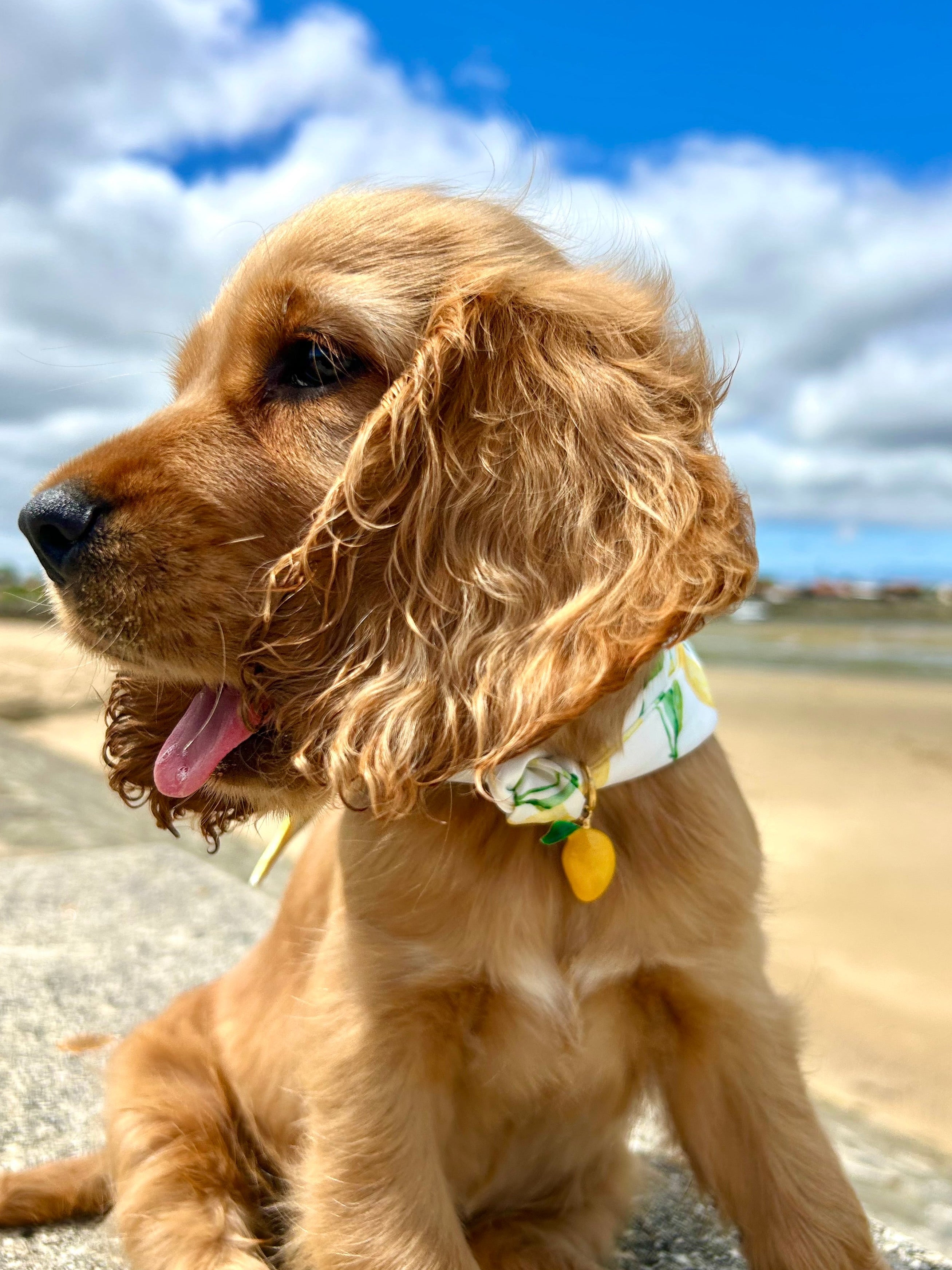 Collier foulard Sole Mio 🍋