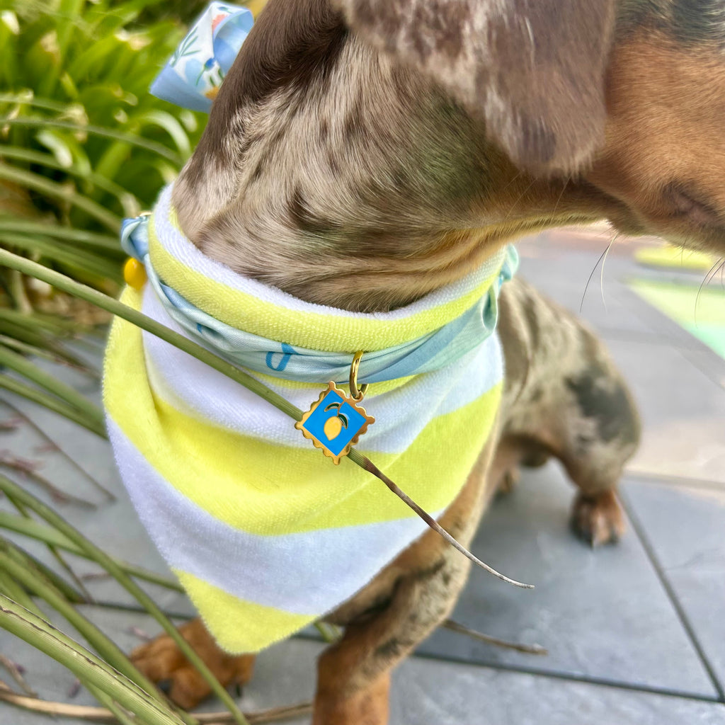 Bandana éponge Sparky 🍋
