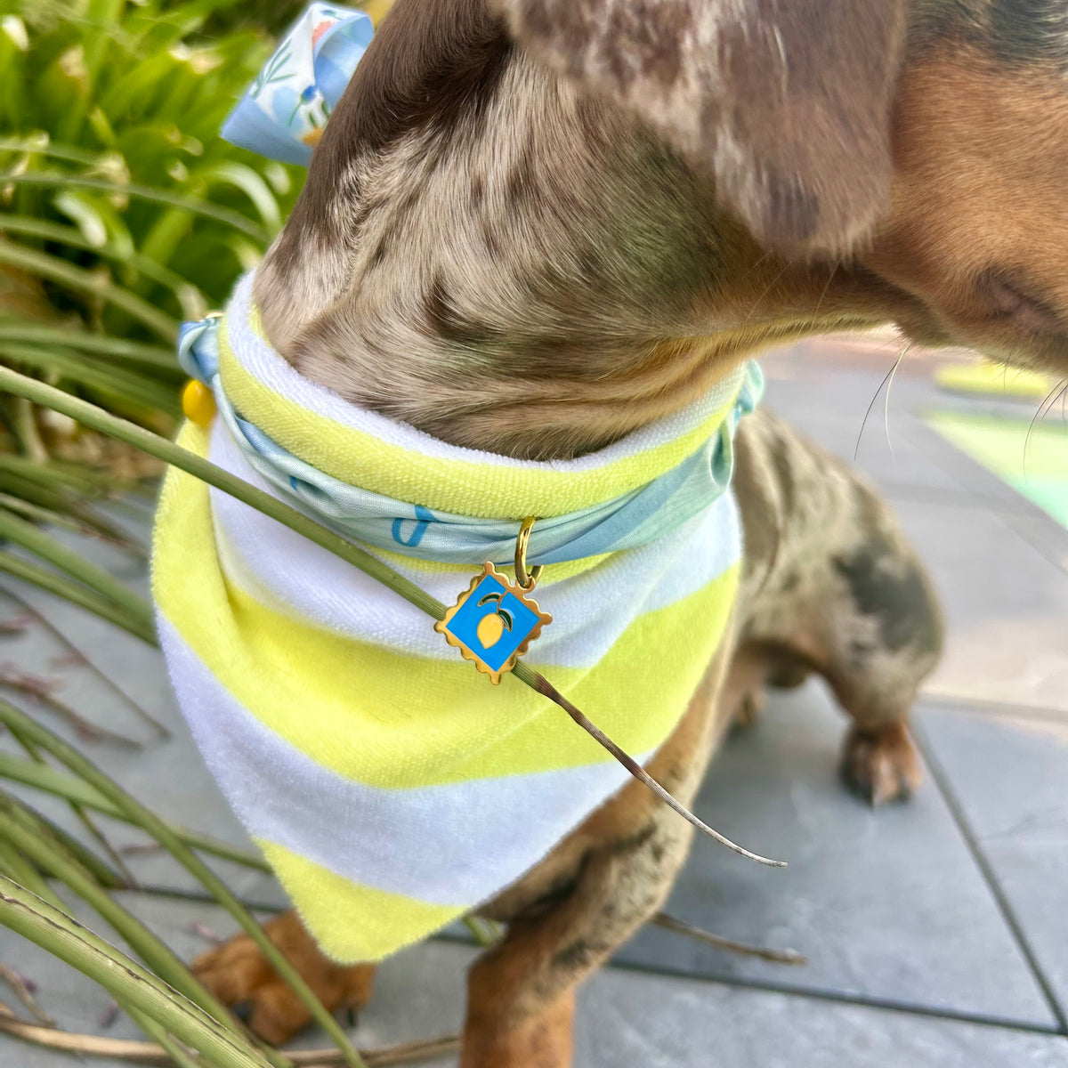 Bandana éponge Sparky 🍋