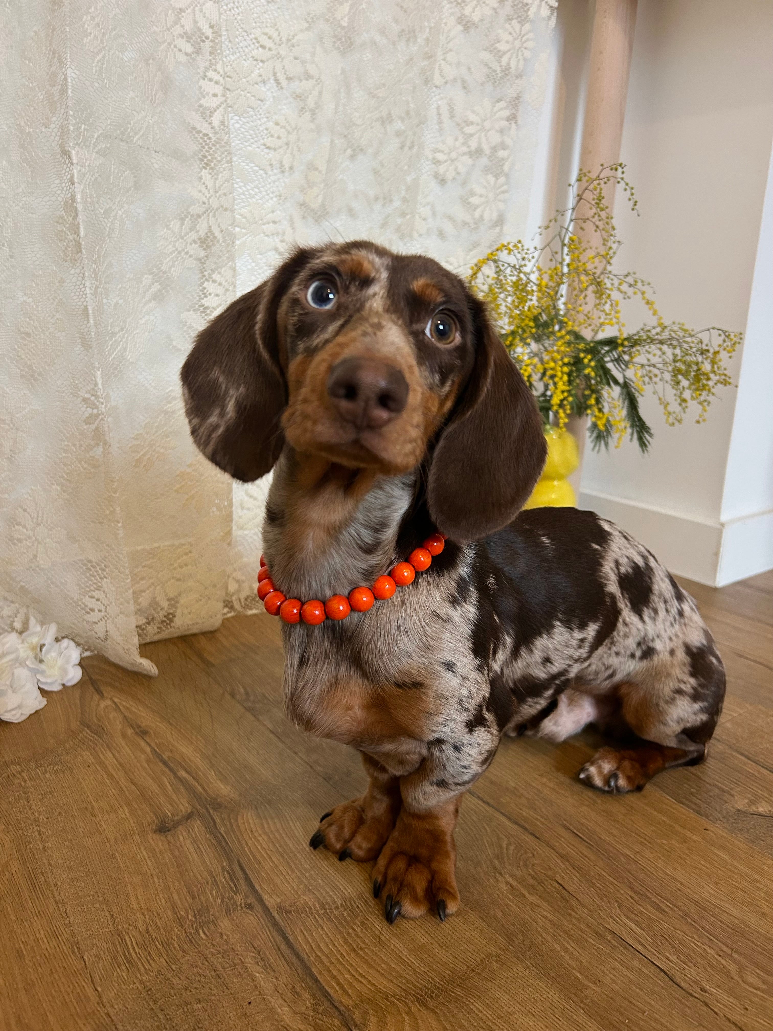 Tropic Pop  – Collier en perles