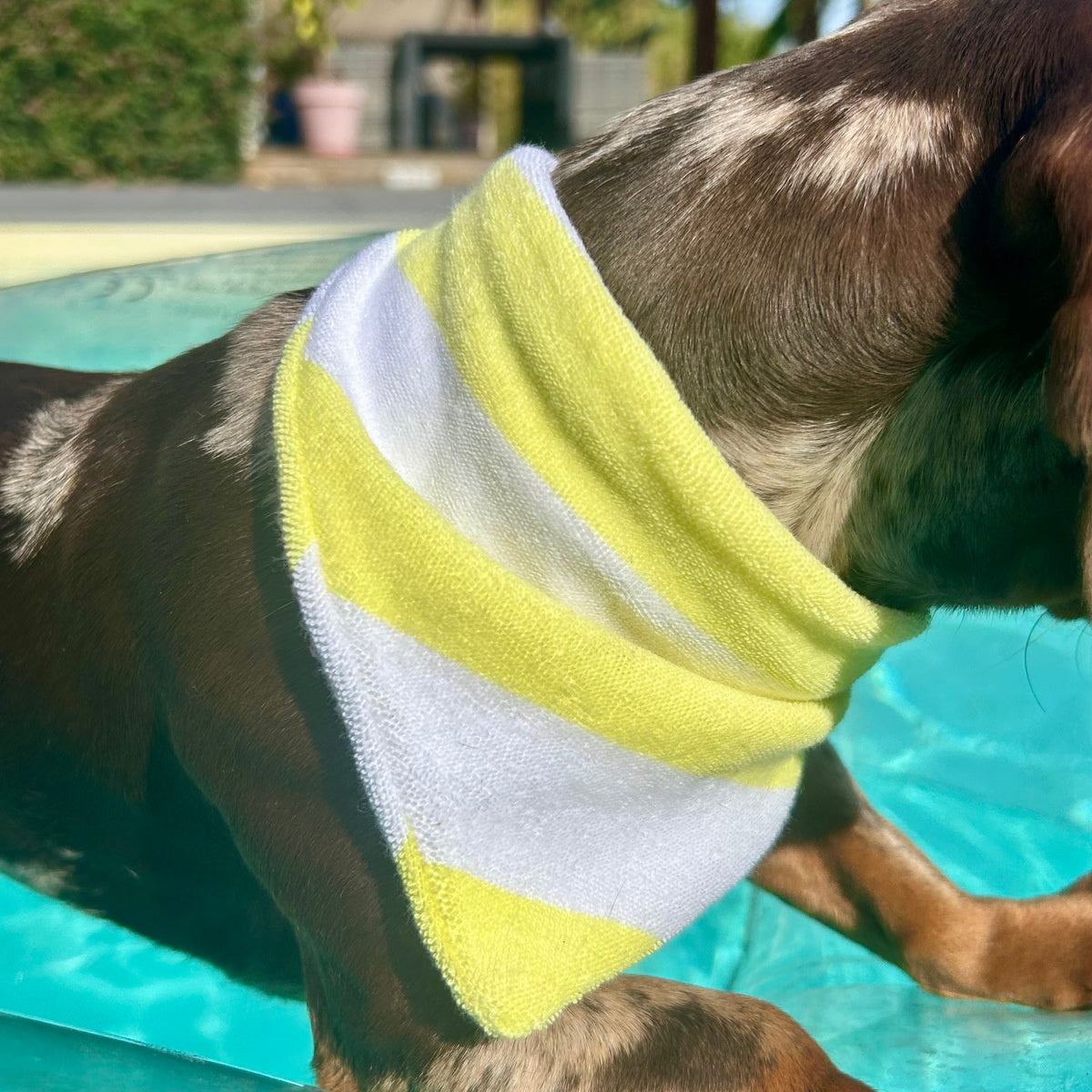 Bandana éponge Sparky 🍋