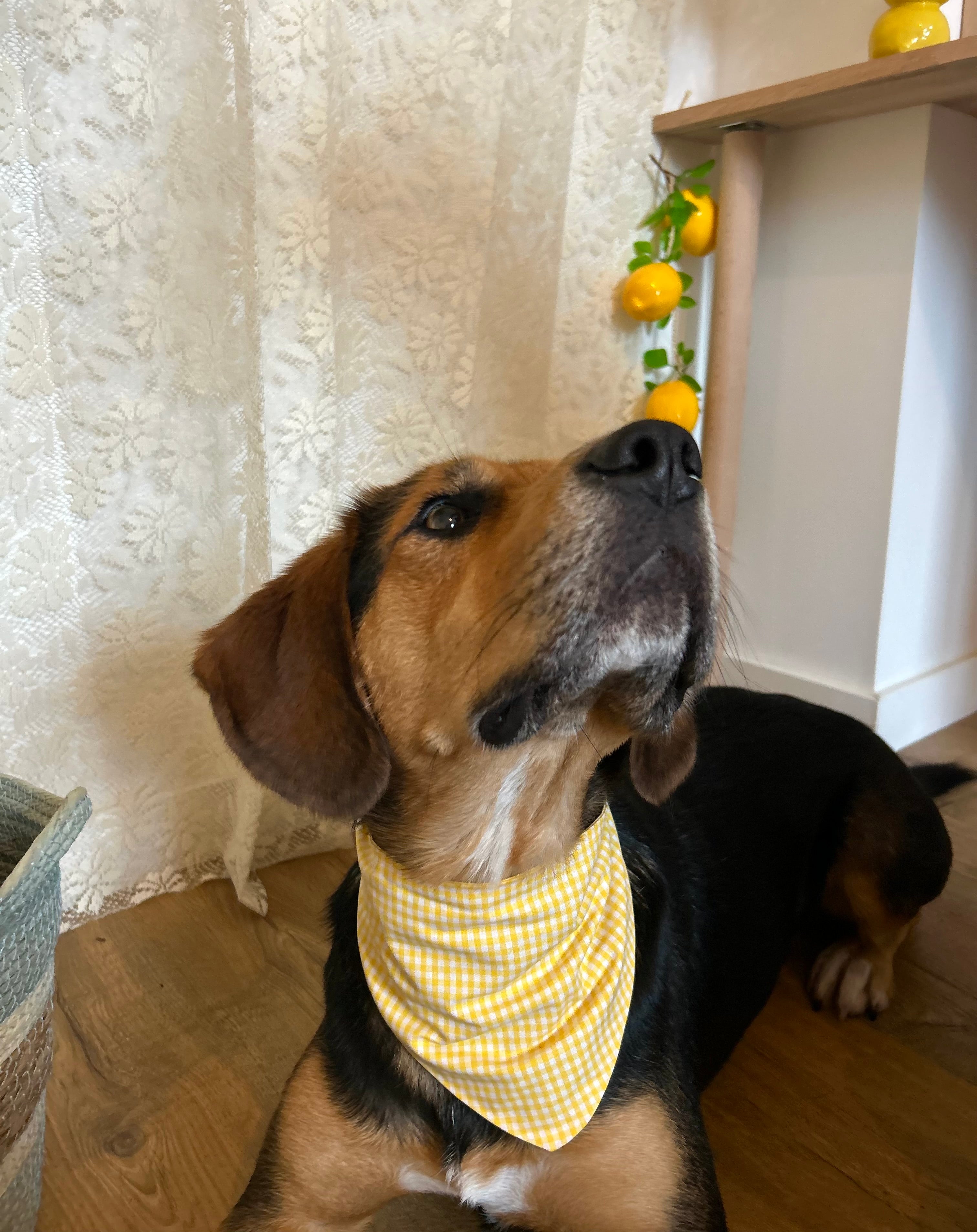 Suny - Bandana fait main & sur mesure