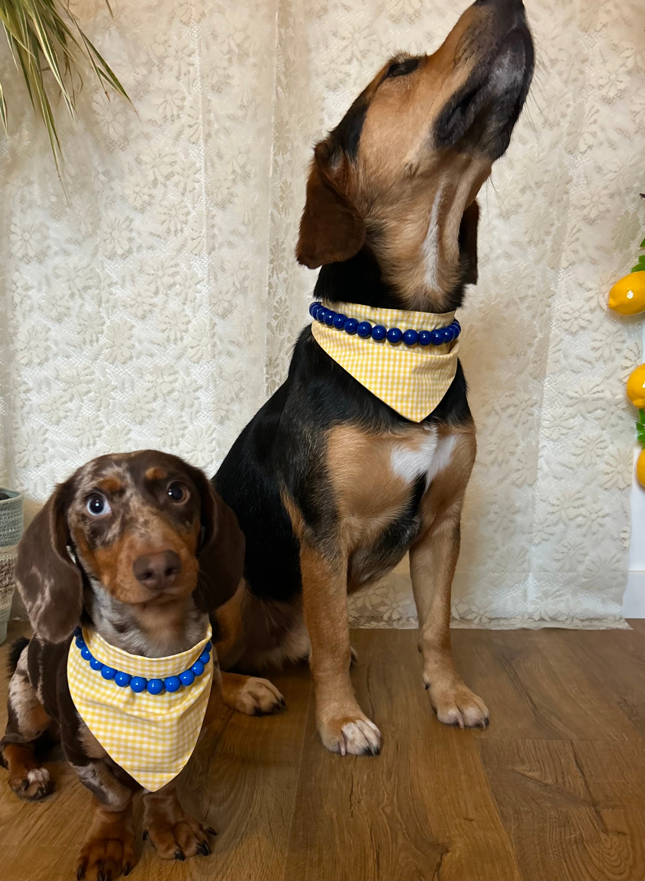 Duo Sun&Sky - Bandana vichy & collier bleu