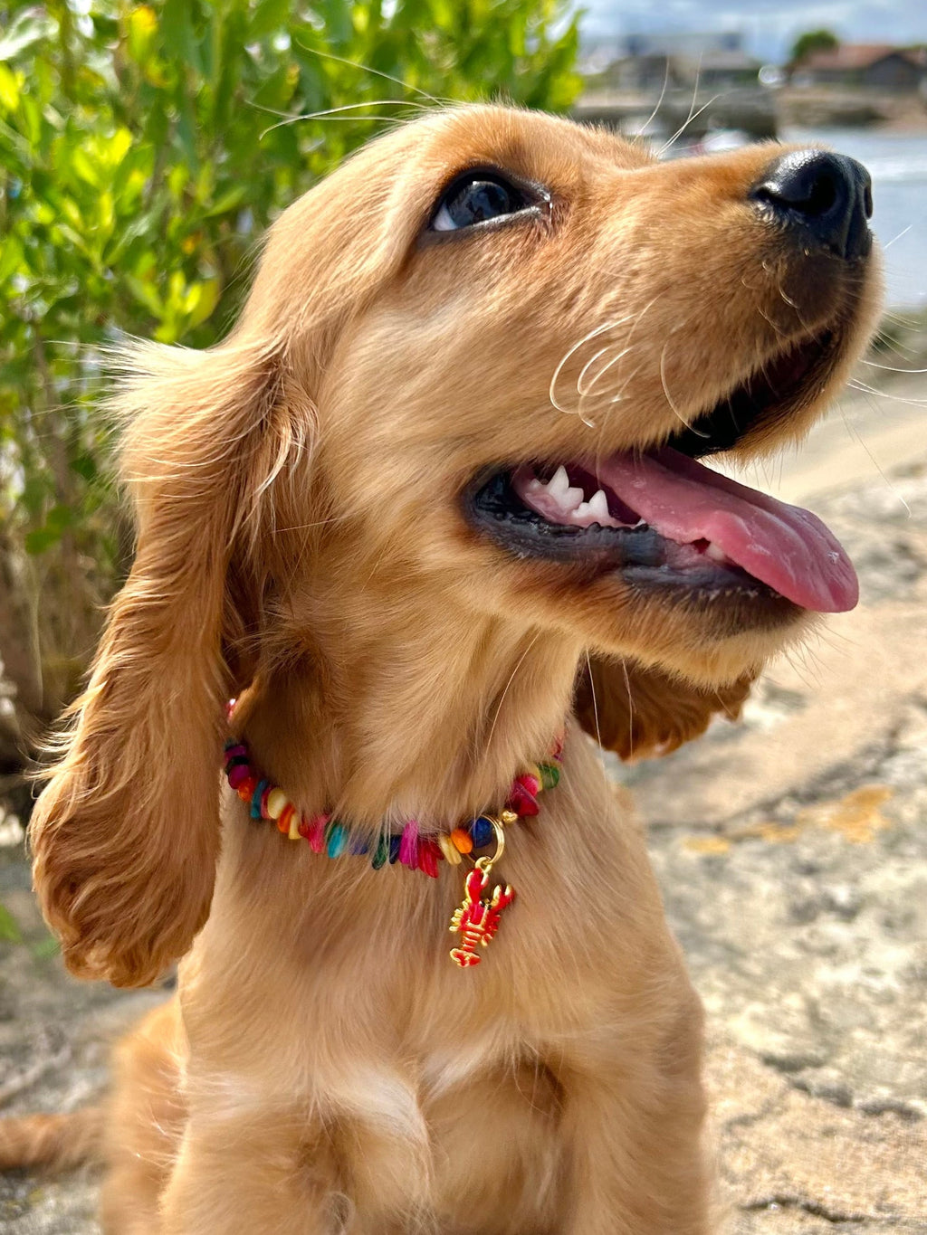 Collier Coraya 🪸