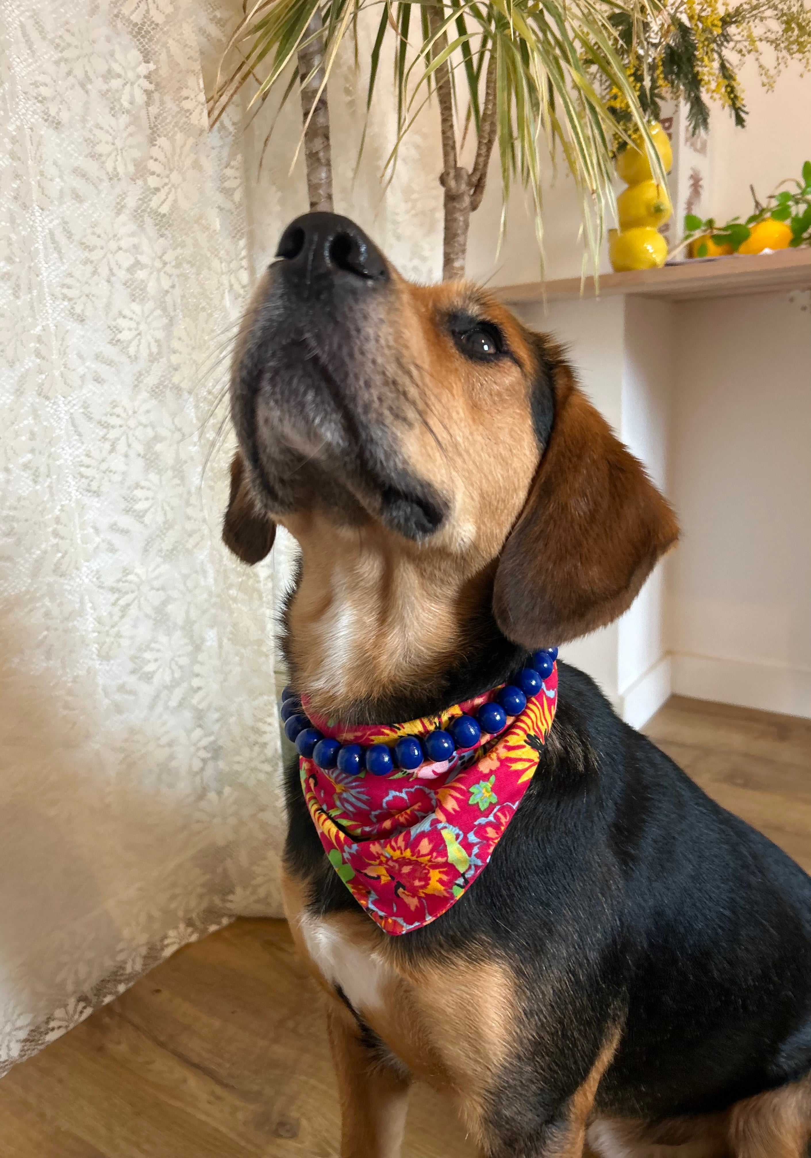 Duo Flowerpop - Bandana Fuschia & Collier Bleu