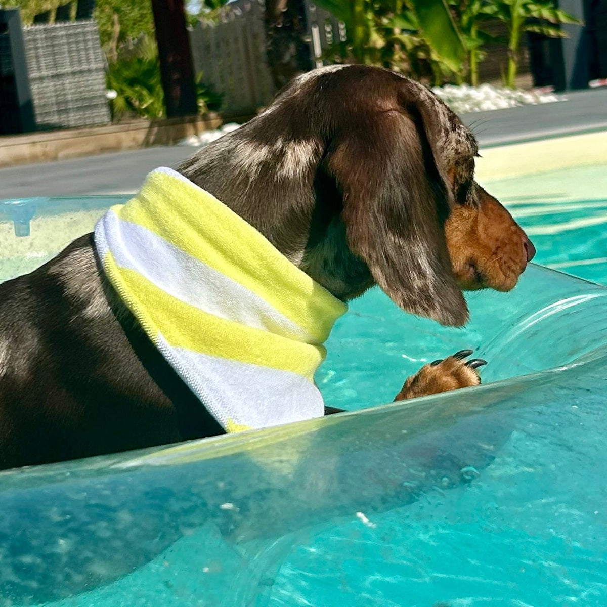 Bandana éponge Sparky 🍋