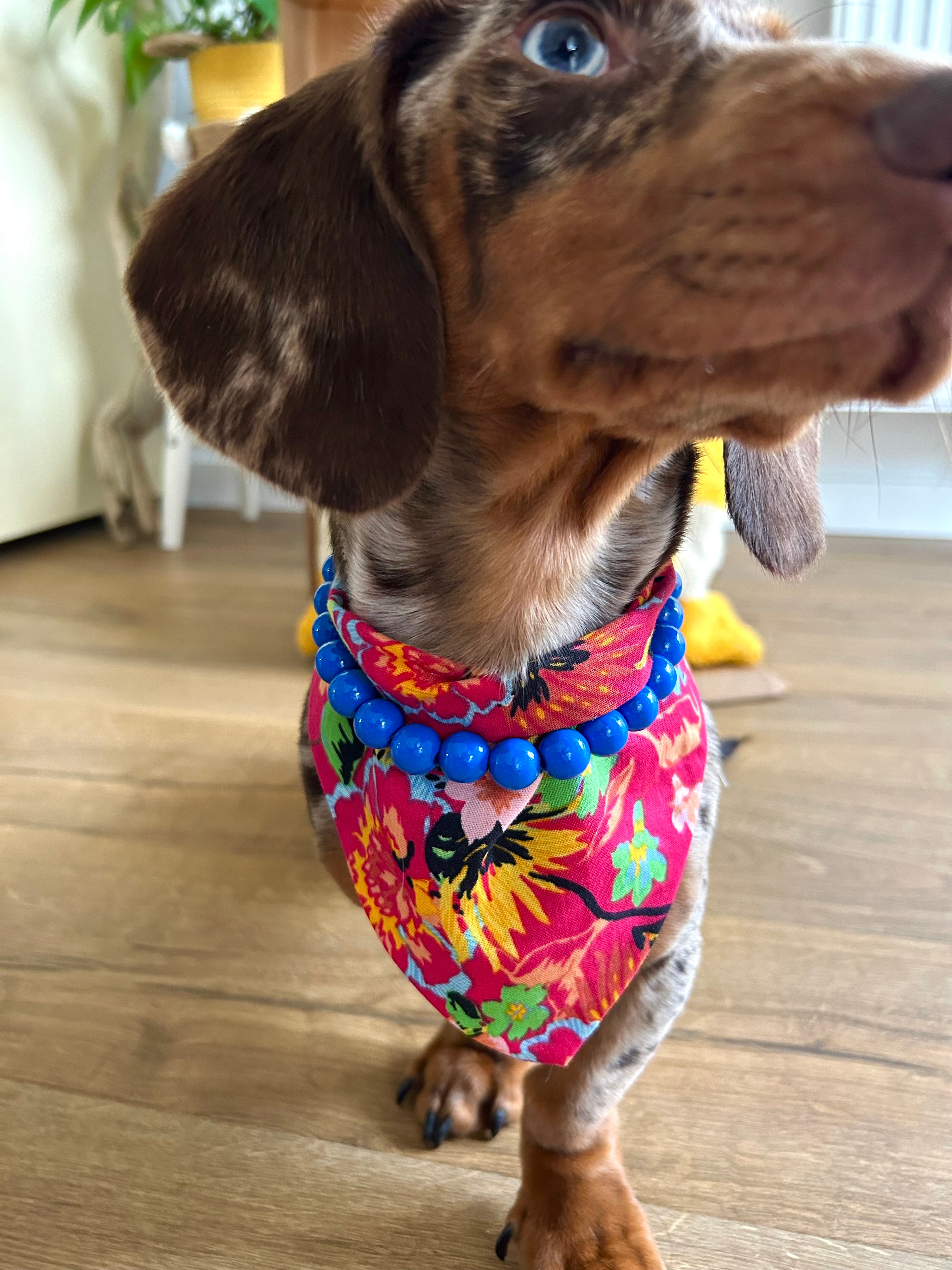 Duo Flowerpop - Bandana Fuschia & Collier Bleu