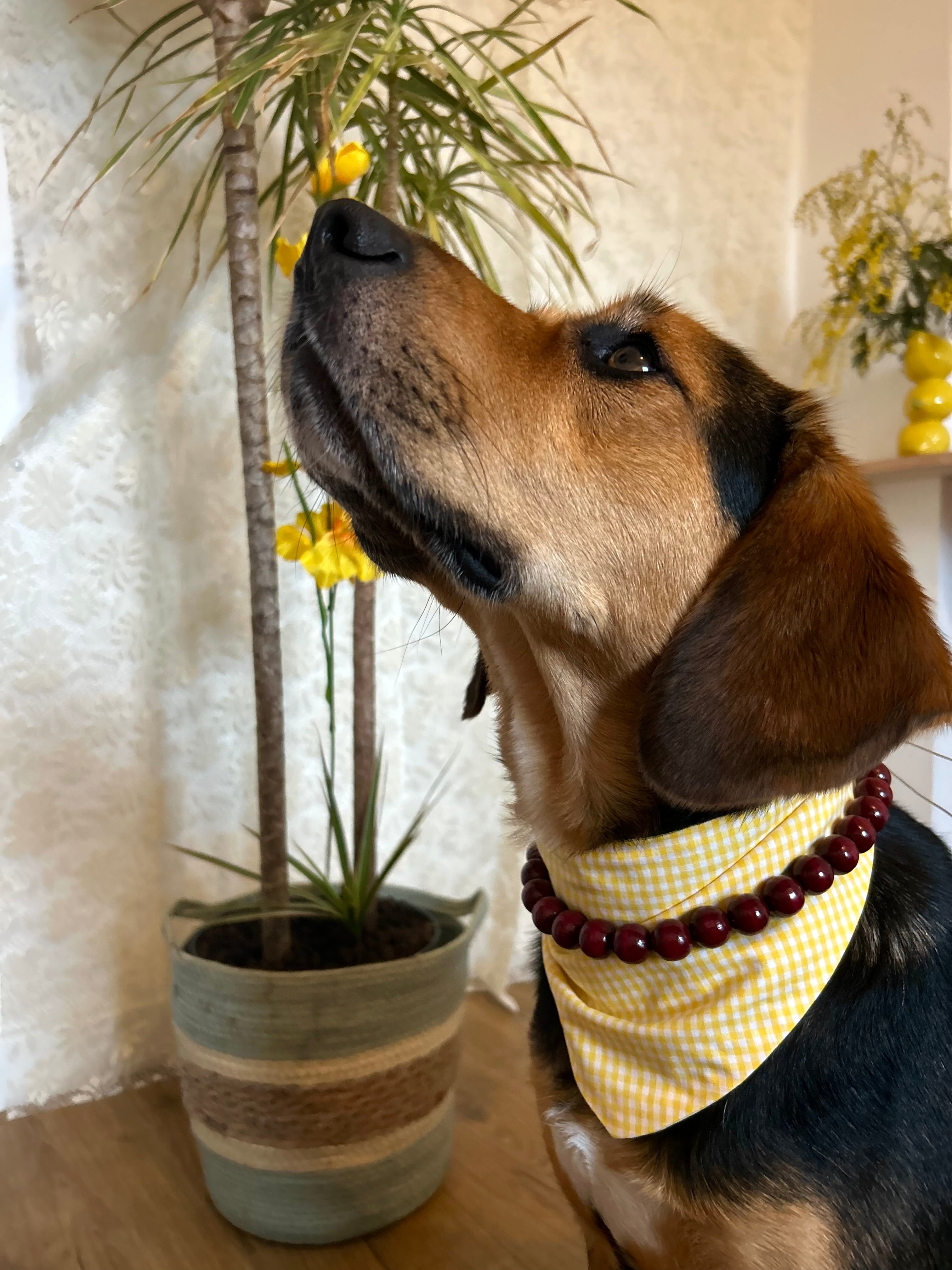 Duo Golden Spice  - Bandana Vichy & Collier Rouge Boisé