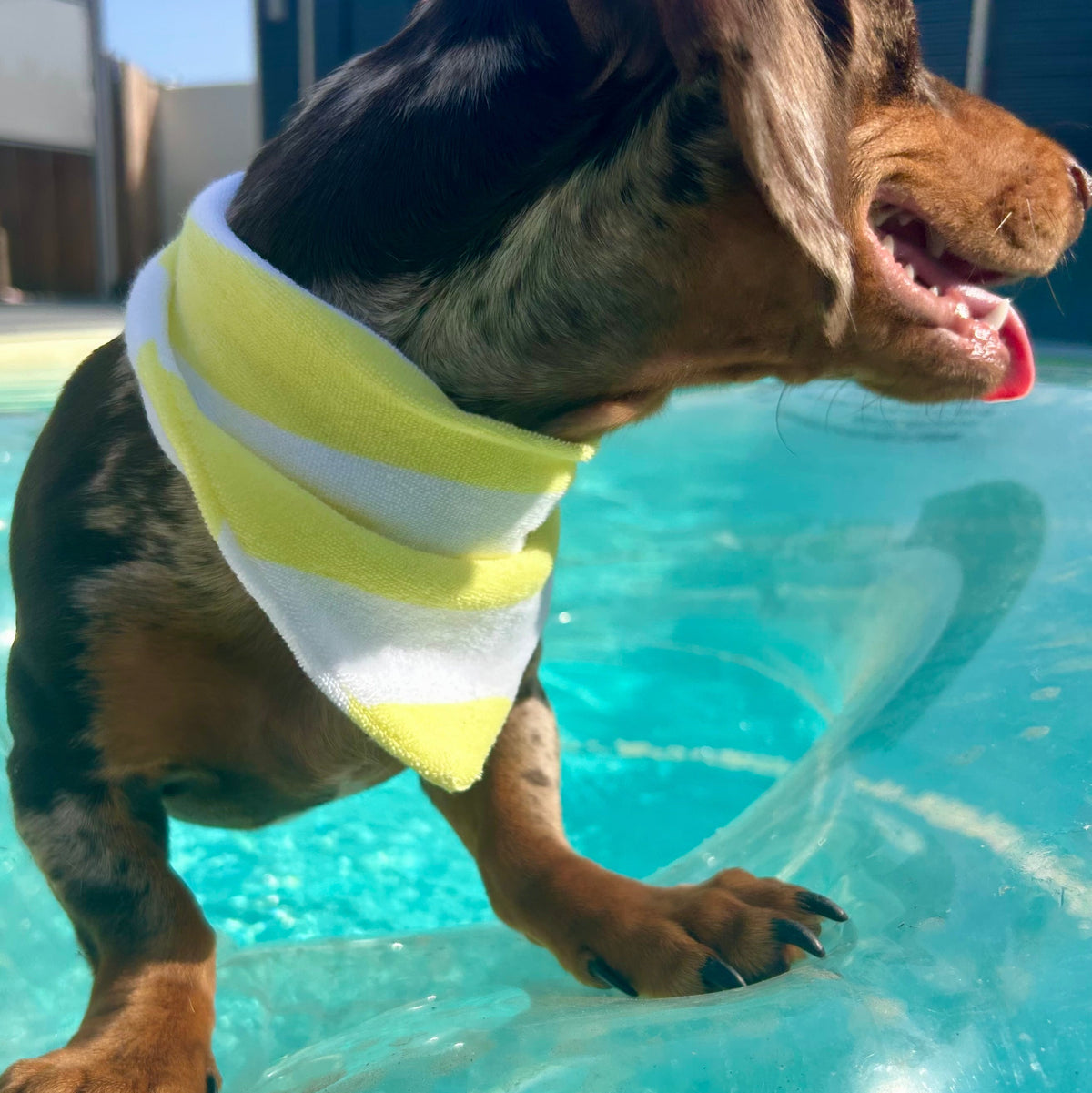 Bandana éponge Sparky 🍋