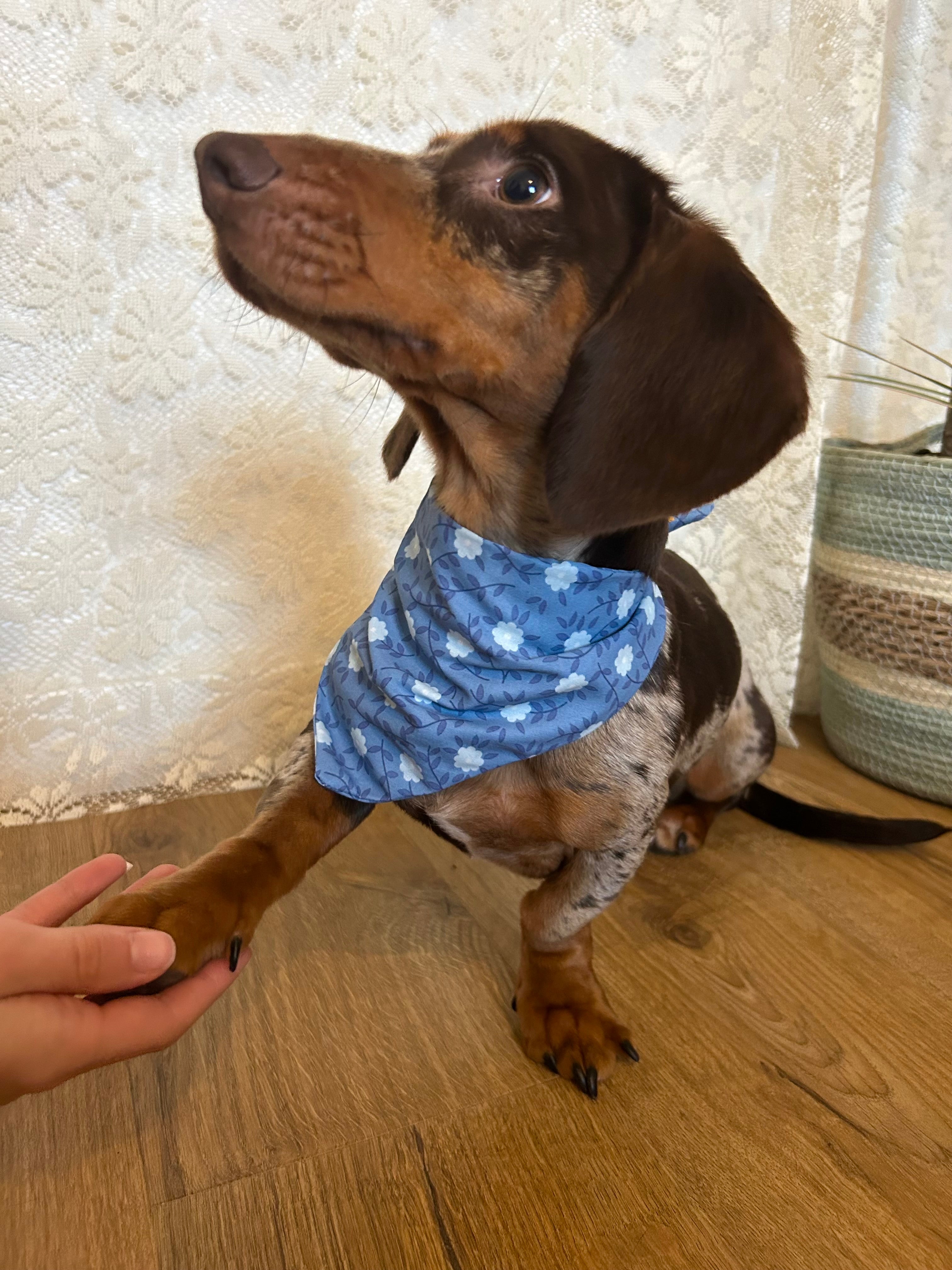 Blue Daisy - Bandana fait main & sur mesure