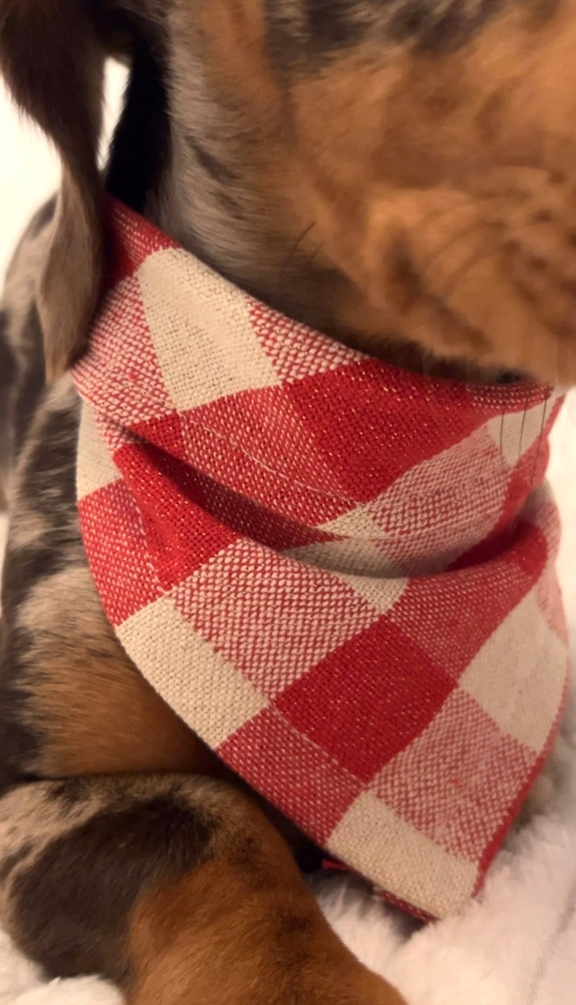 Bandana- ÉCLAT FESTIF