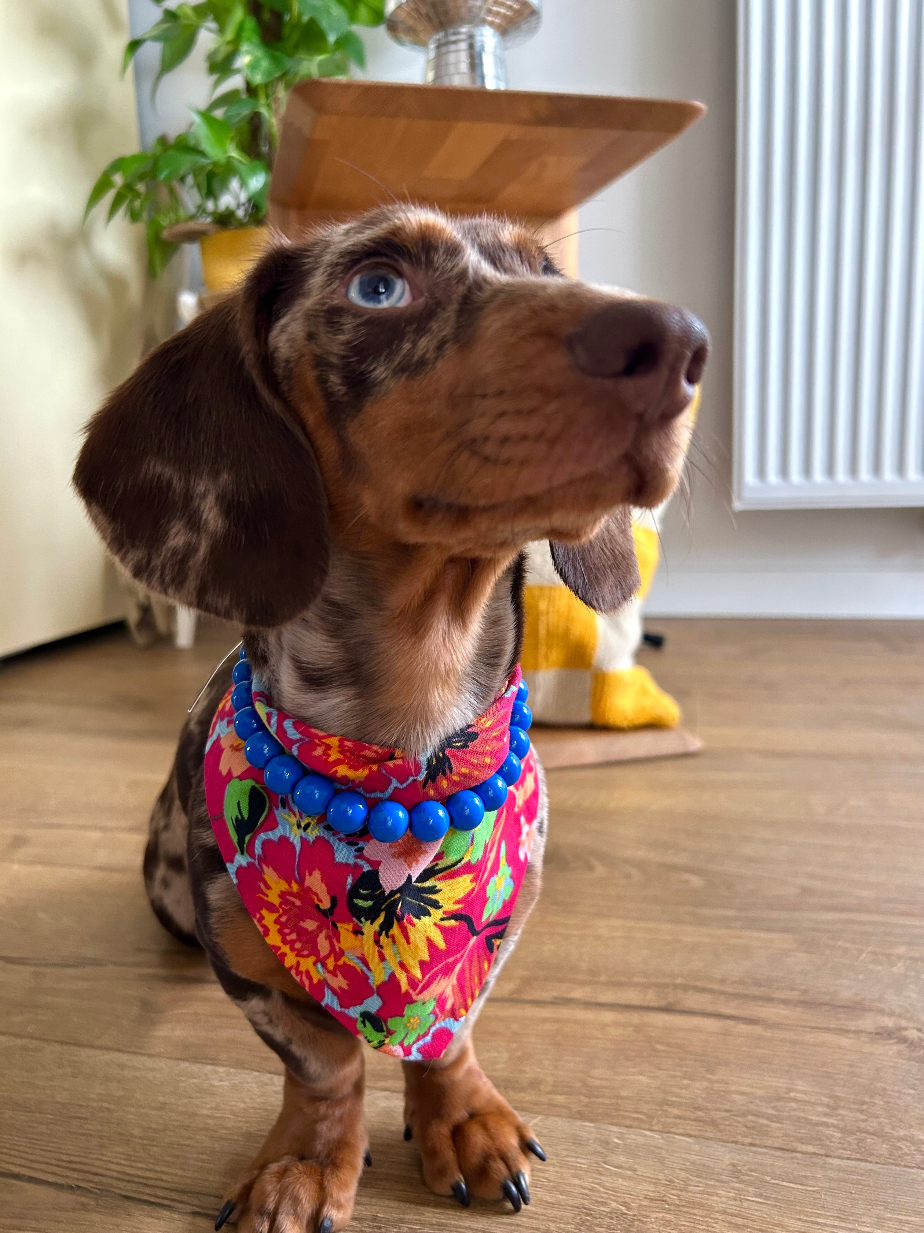 Duo Flowerpop - Bandana Fuschia & Collier Bleu