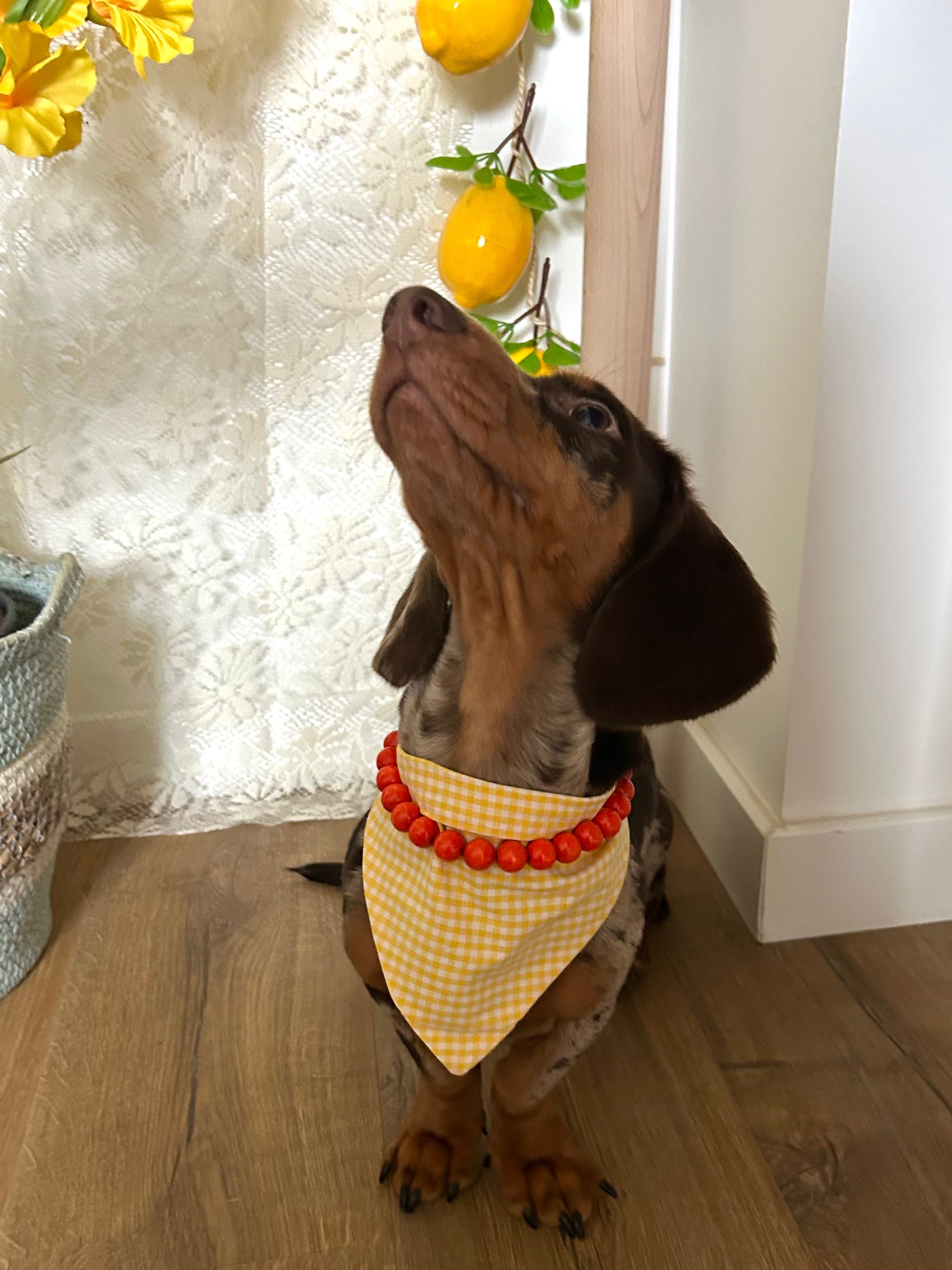 Duo Sunshine – Bandana vichy & collier orange