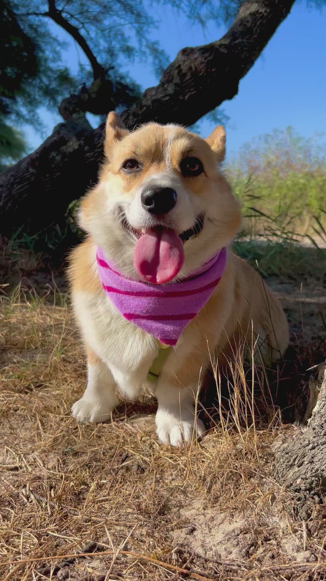 Bandana éponge Bianca 🌴