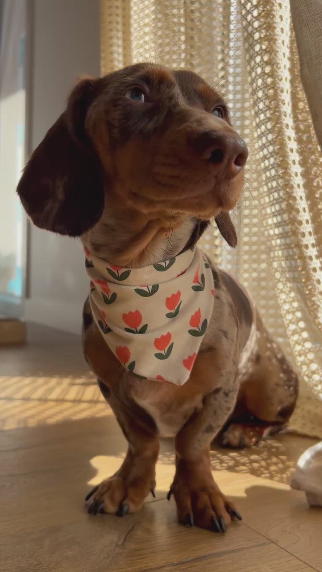 Chorizo - Bandana fait main & sur mesure