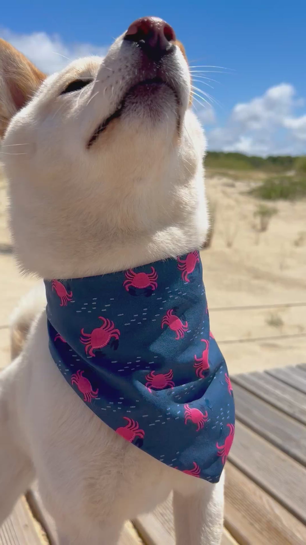 Bandana Crabby 🦀