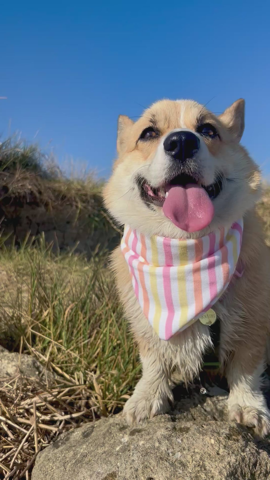 Bandana Poco 🧡