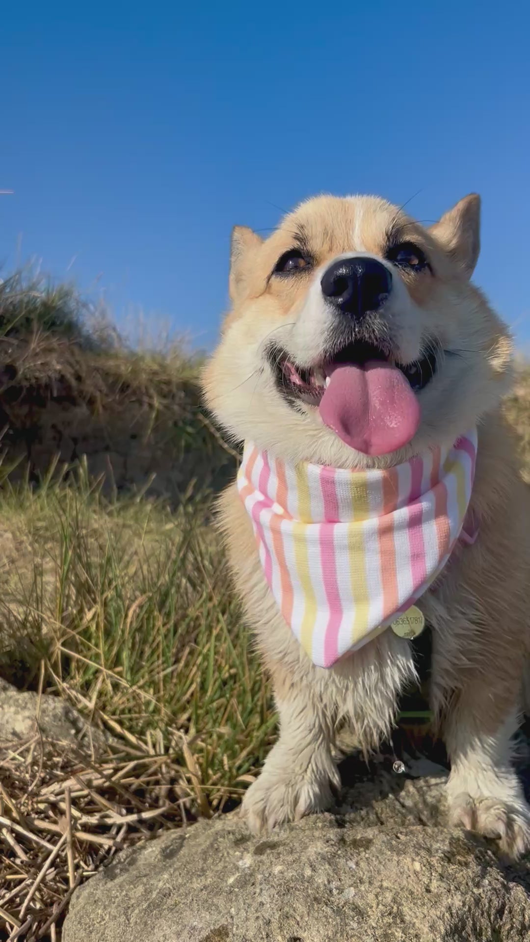 Bandana Poco 🧡